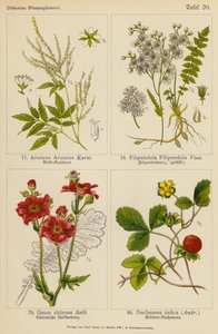 アルンカス Aruncus、フィリペンドゥラ Filipendula、ギウム・チレンセ Geum Chilense、デュケスネア・インディカ Duchesnea Indica（カラーリトグラフ） 作： (after) German School