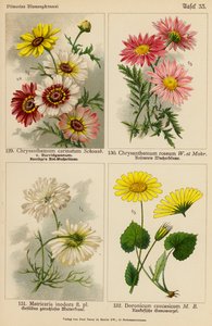 菊カリナタム、菊ロゼウム、マトリカリア・イノドラ、ドロニカム・コーカシカム（カラーリトグラフ） 作： (after) German School