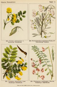 Colutea Arborescens, Halimodendron Argenteum, Caragana Arborescens, Hedysarum Multijugum (カラーリトグラフ) 作： (after) German School