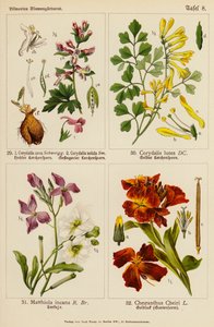 Corydalis cava, Corydalis solida, Corydalis lutea, Matthiola incana, Cheiranthus cheiri (カラーリトグラフ) 作： (after) German School