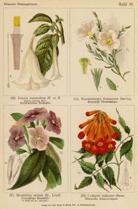 Datura Suaveolens, Nierembergia Frutescens, Brunfelsia Eximia, Campsis Radicans (カラーリトグラフ) 作： (after) German School