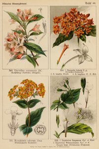 Diervillea Coraeensis、Bouvardia Hybrida、Bouvardia Leiantha、Bouvardia Longiflora、Rondeletia Odorata、Eupatorium Haageanum、Eupatorium Weinmaunianum（カラーリトグラフ）。 作： (after) German School
