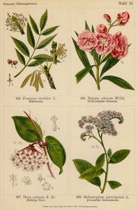 Fraxinus Excelsior, Nerium Odorum, Hoya Carnosa, Heliotropium Peruvianum (カラーリトグラフ) 作： (after) German School