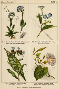 Myosotis silvatica, Myosotis palustris, Omphalodes omphalodes, Pulmonaria stiriaca, Ipomoea purpurea (color litho)