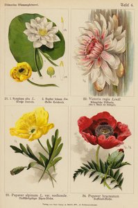 Nymphaea Alba, Nuphar Luteum, Victoria Regia, Papaver Alpinum, Papaver Bracteatum (カラーリトグラフ)