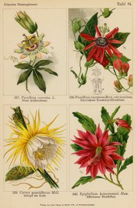 Passiflora Coerulea, Passiflora Racemosa, Cereus Grandiflorus, Epiphyllum Ackermannii（カラーリトグラフ） 作： (after) German School