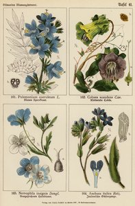 Polemonium Coeruleum, Cobaea Scandens, Nemophila Insignis, Anchusa Italica (カラーリトグラフ) 作： (after) German School