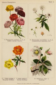 Ranunculus Asiaticus, Ranunculus Aconitifolius, Trollius Europeaeus, Trollius Asiaticus, Helleborus Niger (カラーリトグラフ) 作： (after) German School