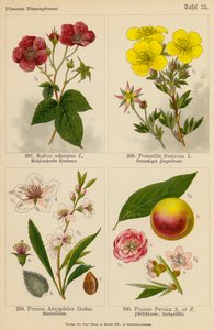 Rubus Odoratus, Potentilla Fruticosa, Prunus Amygdalus, Prunus Persica (カラーリトグラフ)