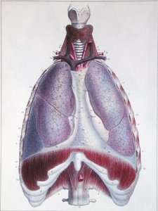 肺の解剖図（Jules Cloquet（1790-1883）の「Manuel d