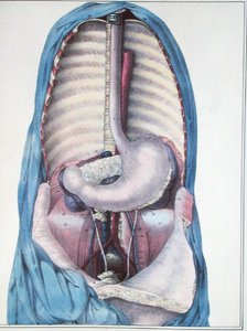 食道と胃の解剖図、Jules Cloquet（1790-1883）の「Manuel d