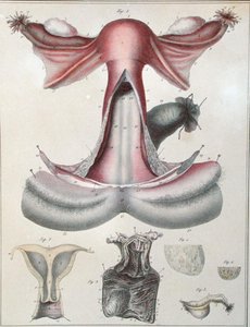 ジュール・クロケ（1790-1883）の「Manuel d