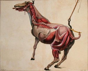 皮を剥がされた馬、Philippe-Etienne Lafosse (1738-1820)の「Cours d