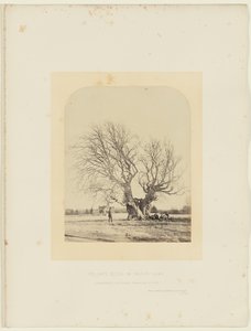 スミスの芝生のポラード・ブナ 作： 14th Earl of Caithness James Sinclair
