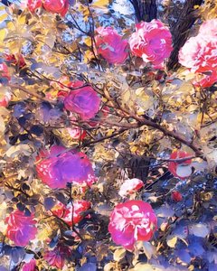 聖母マリアにバラを 作： Margareta Uliarte