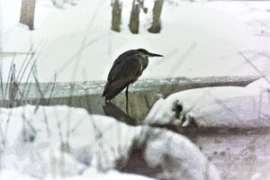 雪の中の灰色サギ