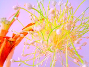 タマネギの花 キッチンの花 作： Martina Konitzky