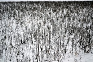 1月 作： 