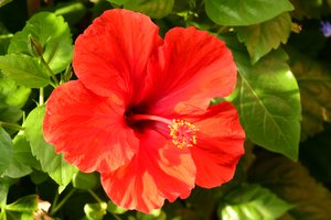 柔らかな自然の風景と芸術的な背景を背景に、咲き誇るバラ。