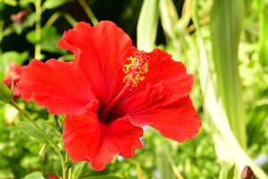 柔らかな自然の風景と芸術的な背景を背景に、咲き誇るバラ。