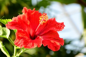 柔らかな自然の風景と芸術的な背景を背景に、咲き誇るバラ。