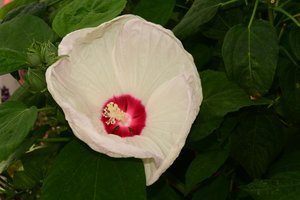 柔らかな自然の風景と芸術的な背景を背景に、咲き誇るバラ。