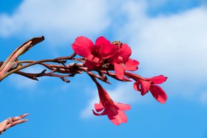 柔らかな自然の風景と芸術的な背景を背景に、咲き誇るバラ。
