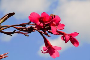 柔らかな自然の風景と芸術的な背景を背景に、咲き誇るバラ。