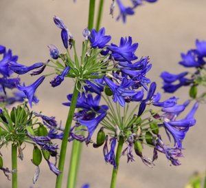 柔らかな自然の風景と芸術的な背景を背景に、咲き誇るバラ。
