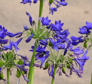 柔らかな自然の風景と芸術的な背景を背景に、咲き誇るバラ。