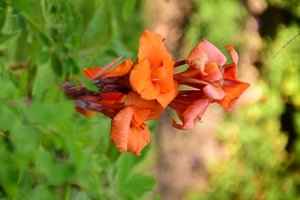 柔らかな自然の風景と芸術的な背景を背景に、咲き誇るバラ。