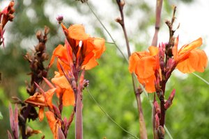 柔らかな自然の風景と芸術的な背景を背景に、咲き誇るバラ。
