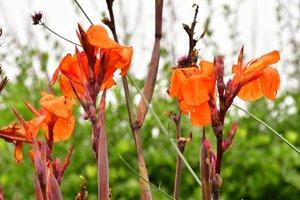 柔らかな自然の風景と芸術的な背景を背景に、咲き誇るバラ。