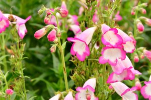 柔らかな自然の風景と芸術的な背景を背景に、咲き誇るバラ。