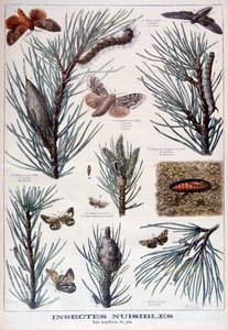 有害昆虫: 松の木を傷つけるチョウとガ, 1897 作： A Clement