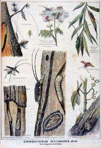 森林を破壊する有害な昆虫、1897 年 作： A Clement