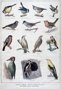 農業に役立つ鳥、1896 年 作： A Clement