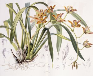 巨大イリドルキ、1867年 作： A. J. Wendel