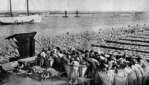 ポルトガル、Vouga、c1930年代の口によってアベイロで太陽の下で乾燥しているタラの量