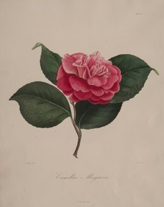 ツバキ属の図像：No.171 作： Abbé Laurent Berlèse