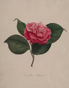 ツバキ属の図像：No. 171、1839-1843。