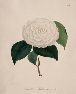 ツバキ属の図像：No.194 作： Abbé Laurent Berlèse