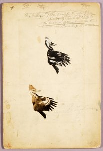 ラッシュの型紙2枚、「動物界の色彩を隠す」の学習用フォルダー 作： Abbott Handerson Thayer