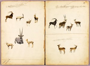 アンテロープ、書籍『動物界における色彩の隠蔽』の学習用フォルダ 作： Abbott Handerson Thayer
