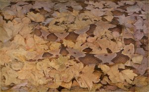 枯れ葉の上のコパーヘッド・スネーク、『Concealing Coloration in Animal Kingdom（動物界における色彩の隠蔽）』のための研究。 作： Abbott Handerson Thayer