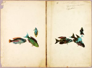 魚類、書籍『動物界における隠蔽色彩』のための習作フォルダー 作： アボット・ハンダーソン・セイヤー