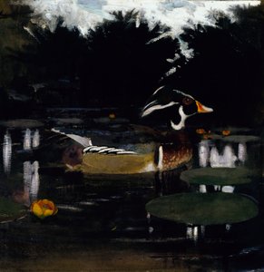 森のプールにいるオスのウッドダック、本「動物の王国で色を隠す」の研究、c1905-1 作： Abbott Handerson Thayer