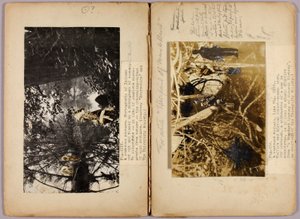 N.アメリカ・インディアン、『動物界における色彩の隠し方』学習用フォルダ 作： Abbott Handerson Thayer