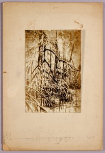 湿原の写真、『動物界の色彩を隠す』の学習用フォルダ