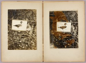 アヒルのステンシル、『動物界における色彩の隠し方』学習用フォルダ 作： Abbott Handerson Thayer